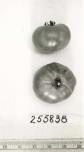 Click for 2 image(s) for this accession. FRUIT